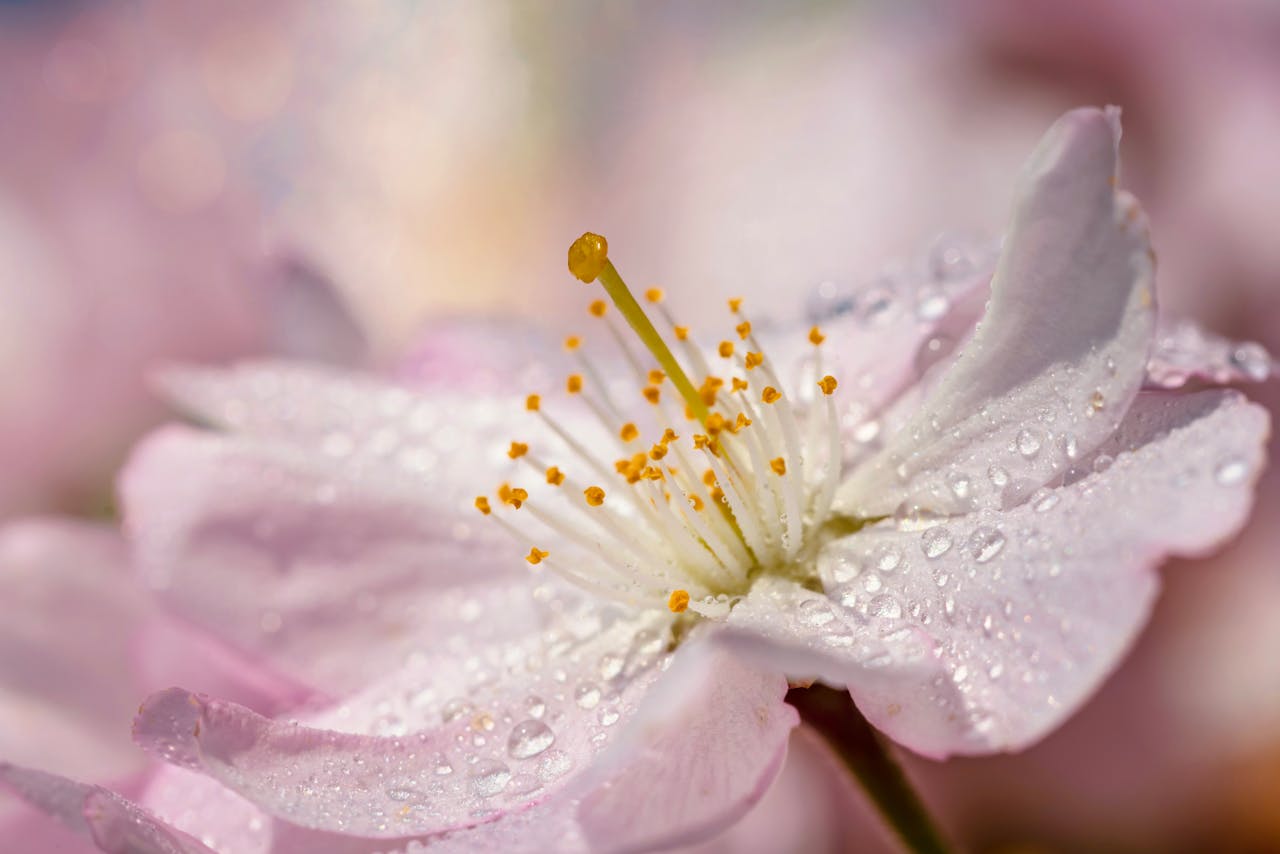 Spux 展示类模板